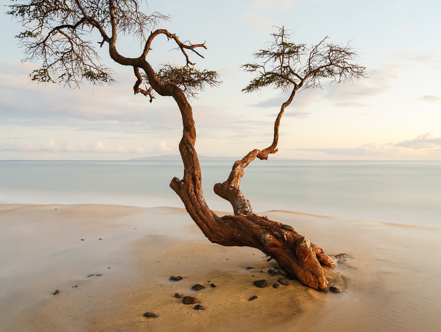 SHAPESHIFTING.1500PX.jpg