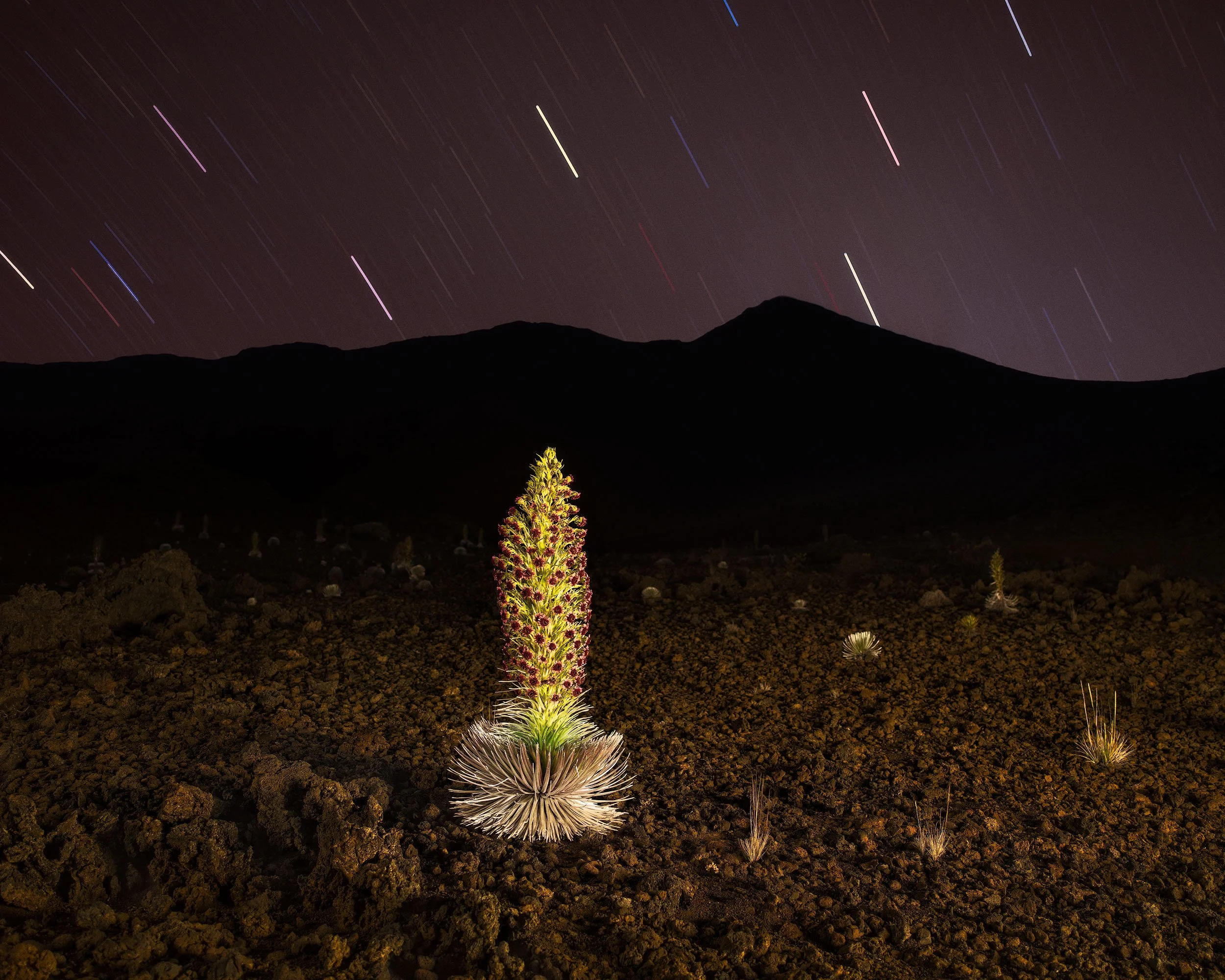 COSMIC BLOOM.2500PX-GR.jpg
