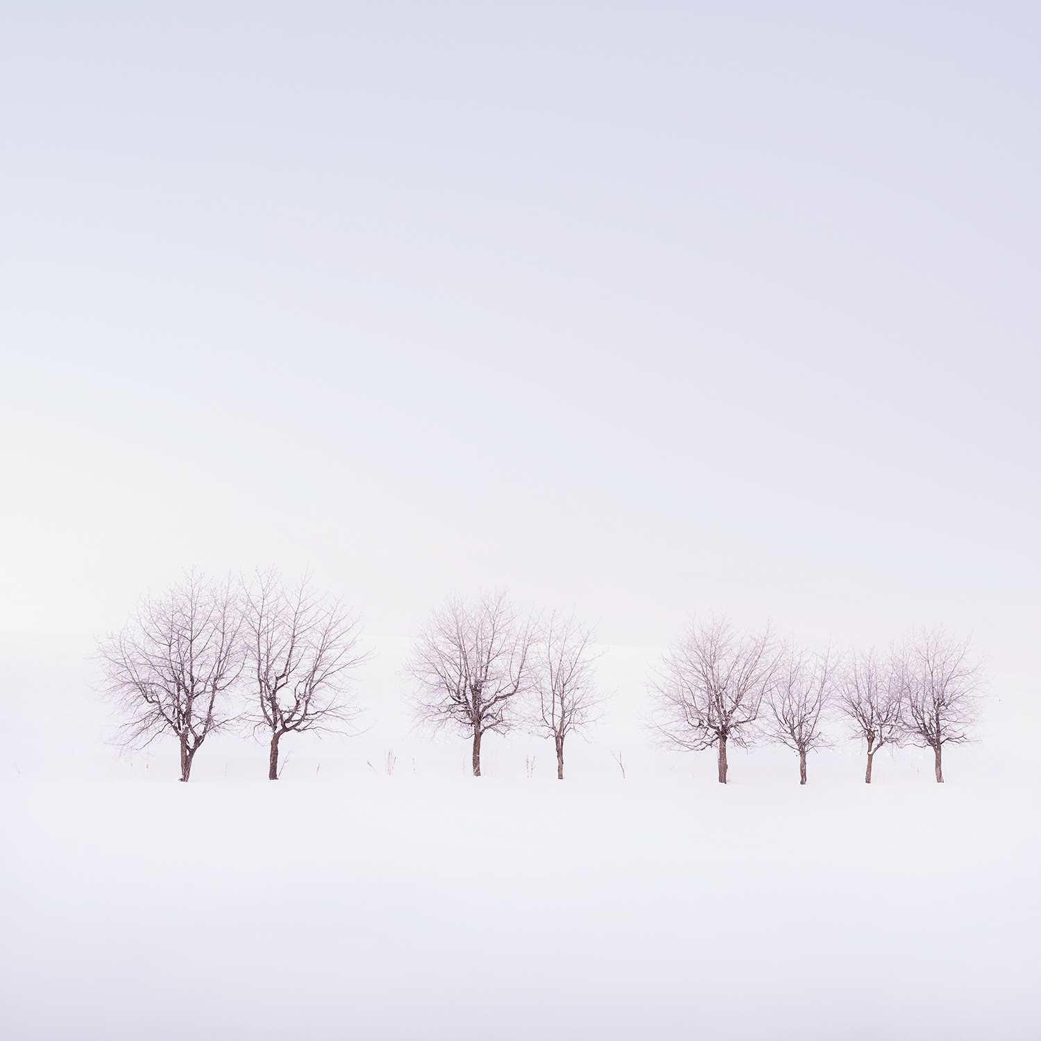 stillness-speaks-eight-trees-in-snow.png