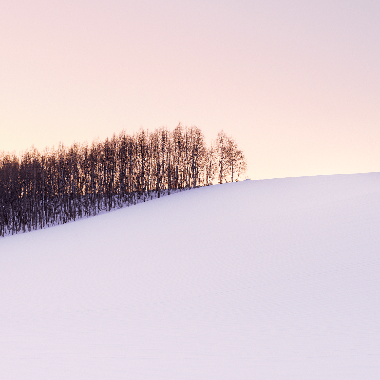 stillness-speaks-forests-edge-sweet-light.png