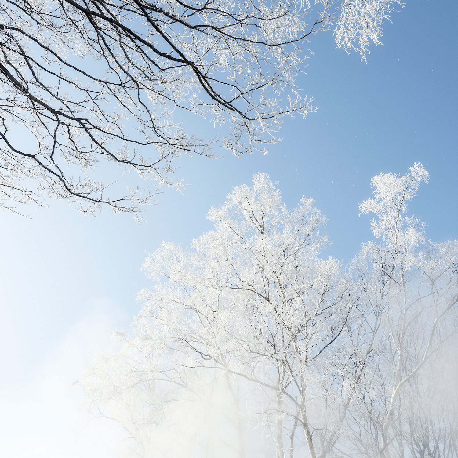 stillness-speaks-frosty-trees-blue-sky.png