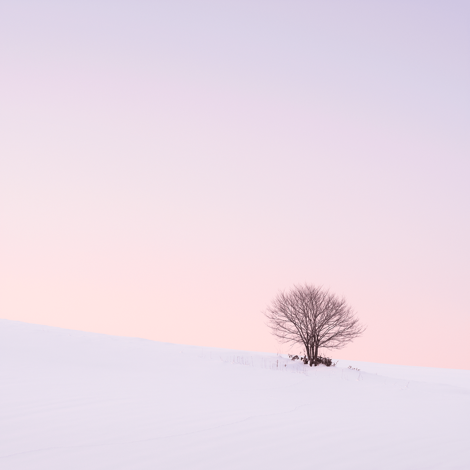 stillness-speaks-one-tree-snow-pink-light.png