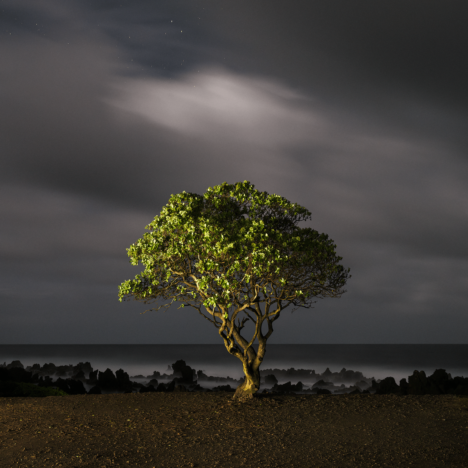 dark-coast-starry-night-lit-tree.png