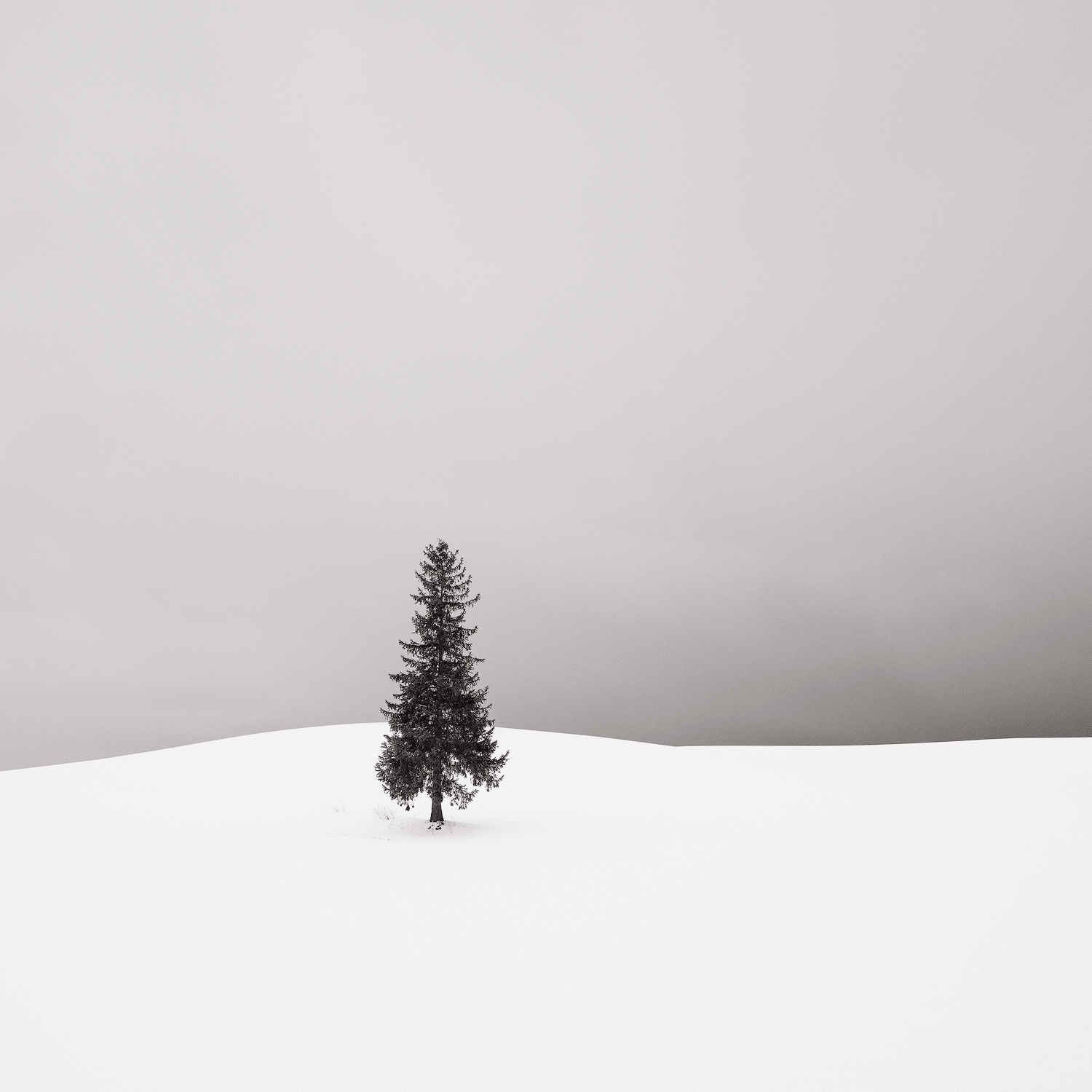 SNOWY HOLIDAY