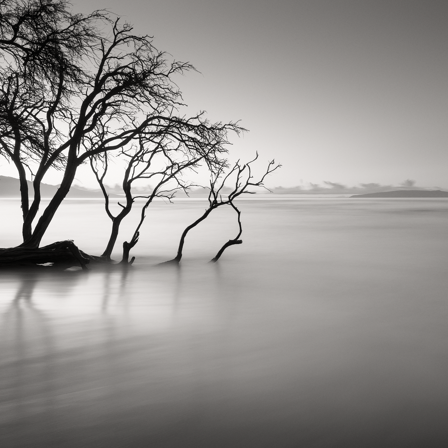 COASTAL TREE DAY