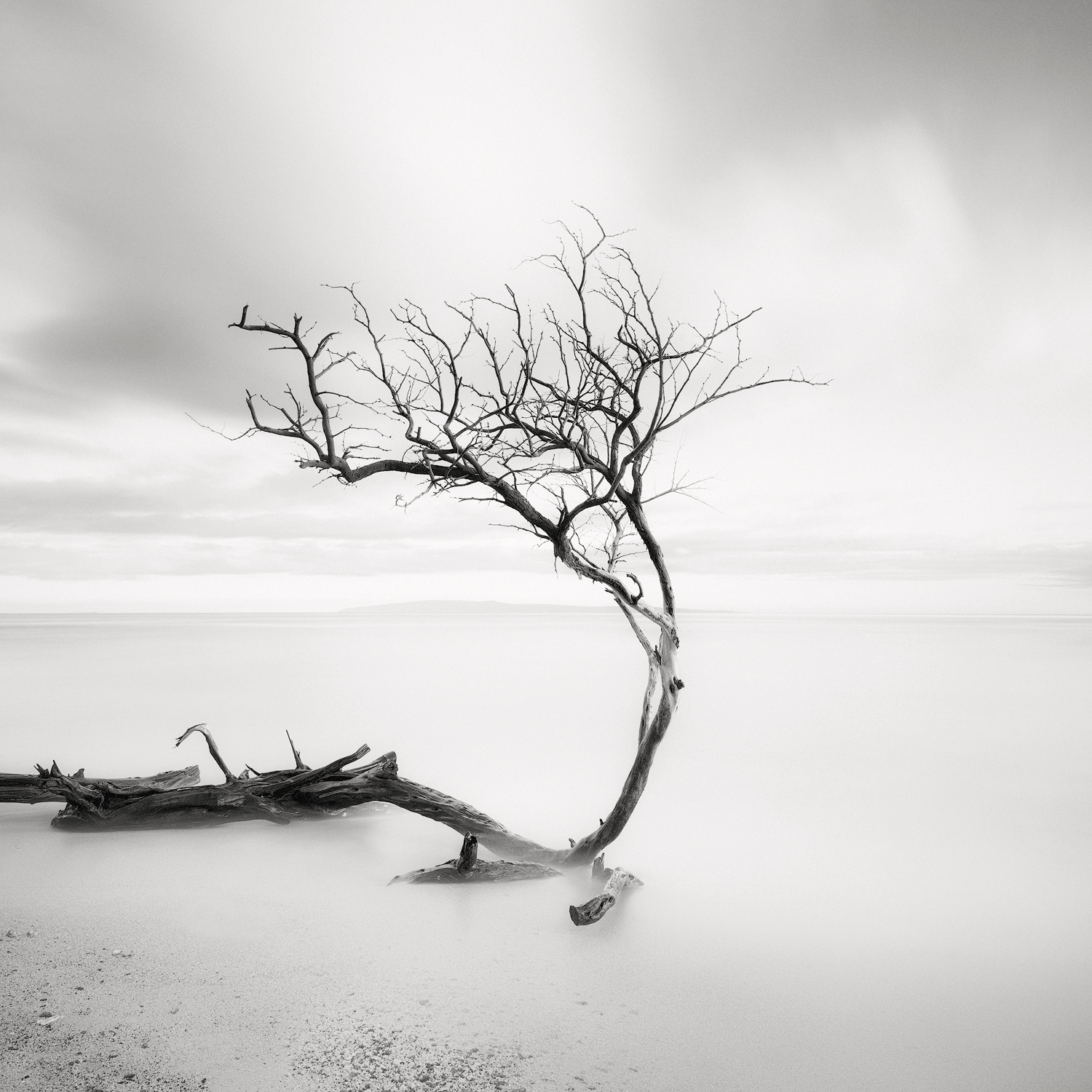 LONE KIAWE