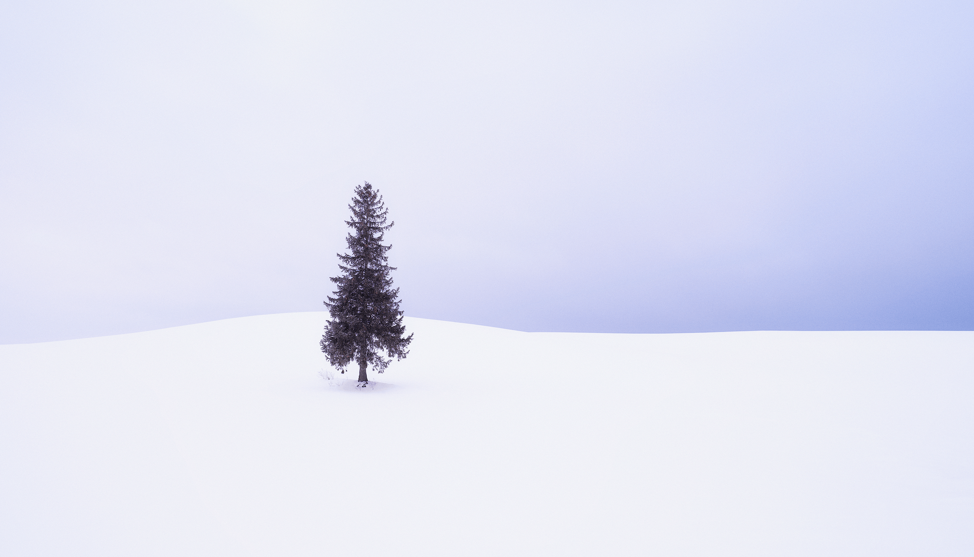 The perfect natural Christmas tree in a snowy field with blue hour light.