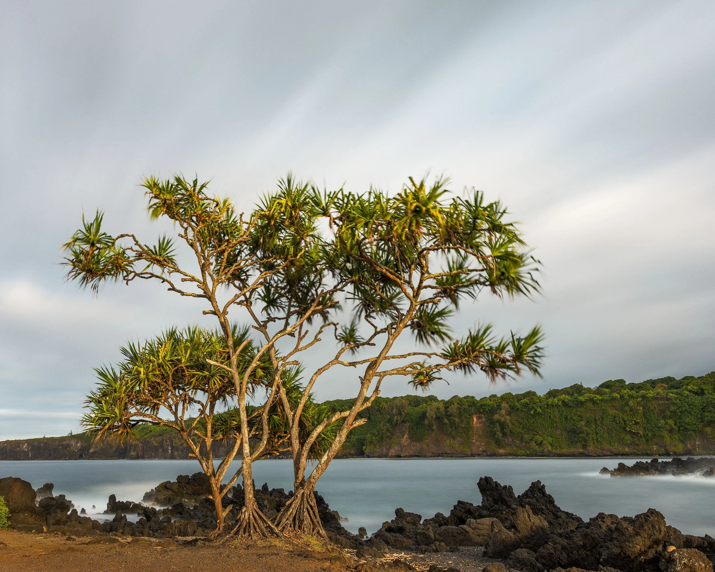 WHAT ARISES FROM ROOTS