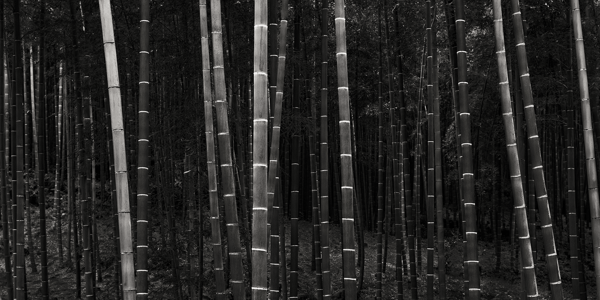 DARK BAMBOO