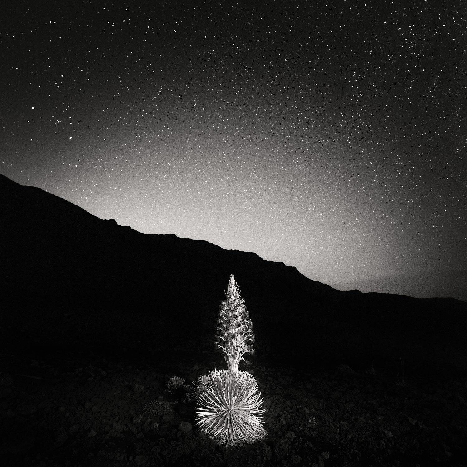 SILVERSWORD