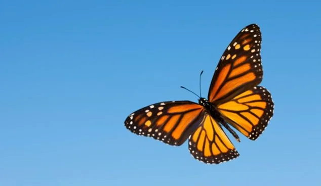 butterfly.jpg