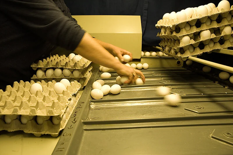 71995444--eggs.jpg