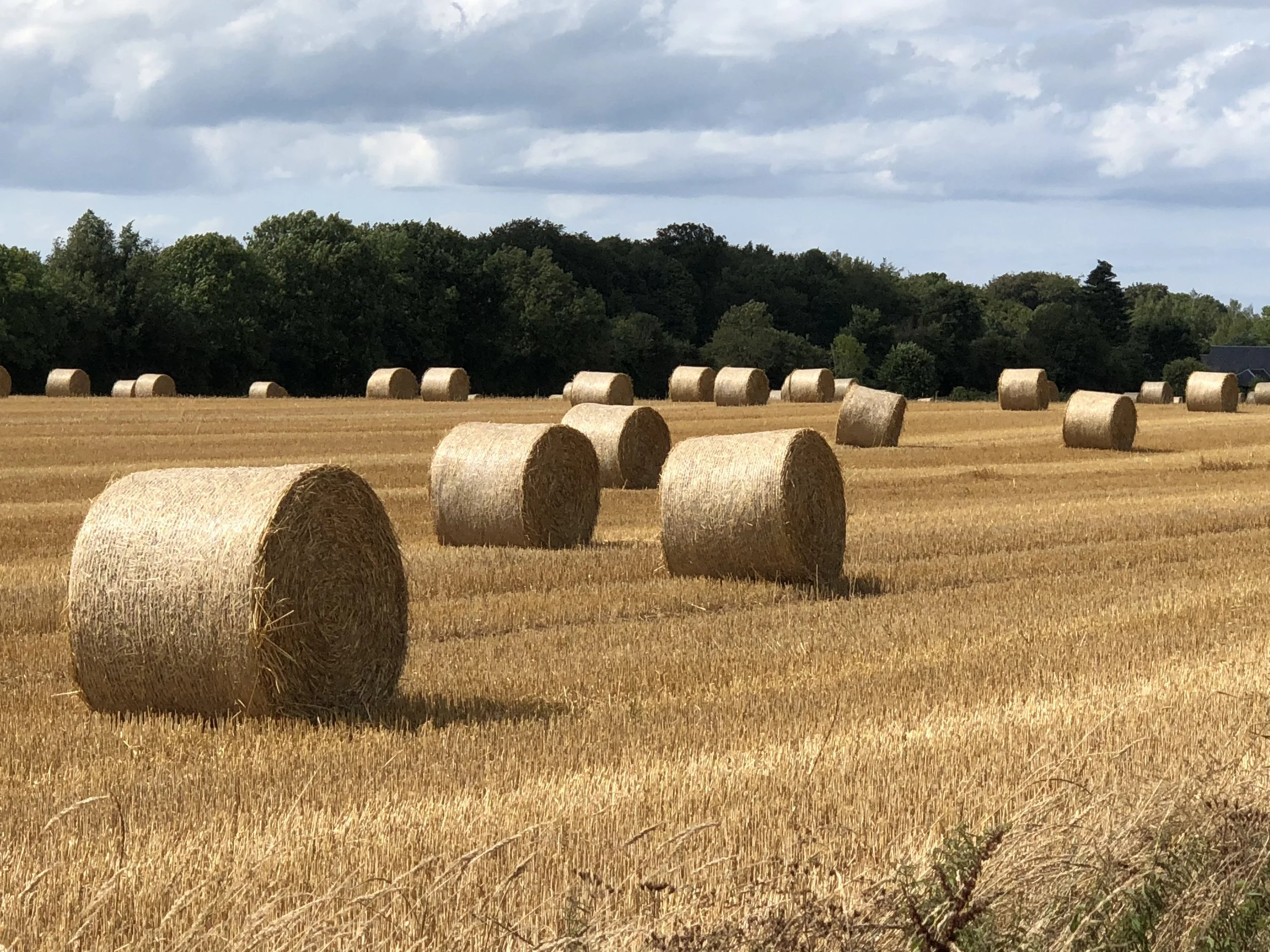 Gershman1_Farmers Field in Saint-Gatien-des-Bois.jpg