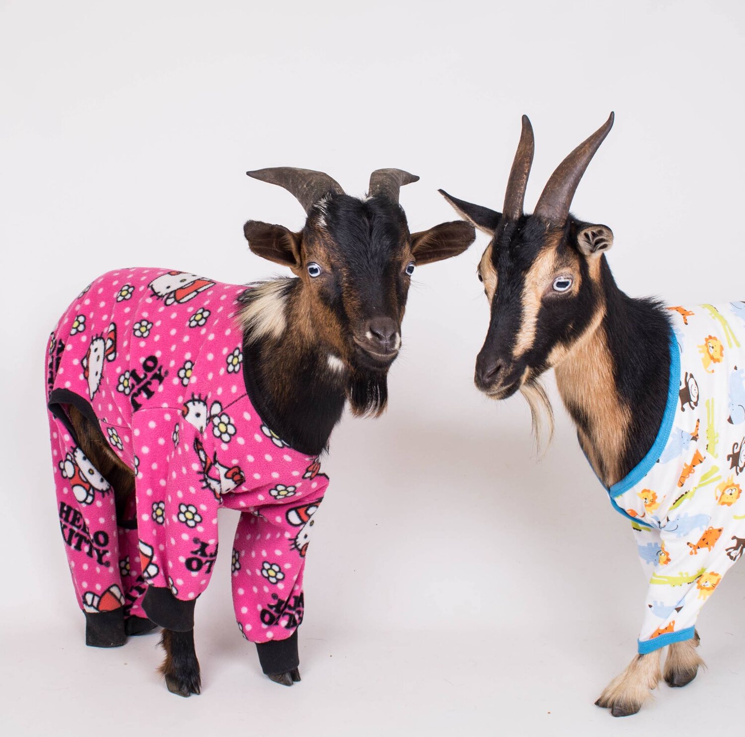 Photo + Video Shoots — Red Wagon Goats