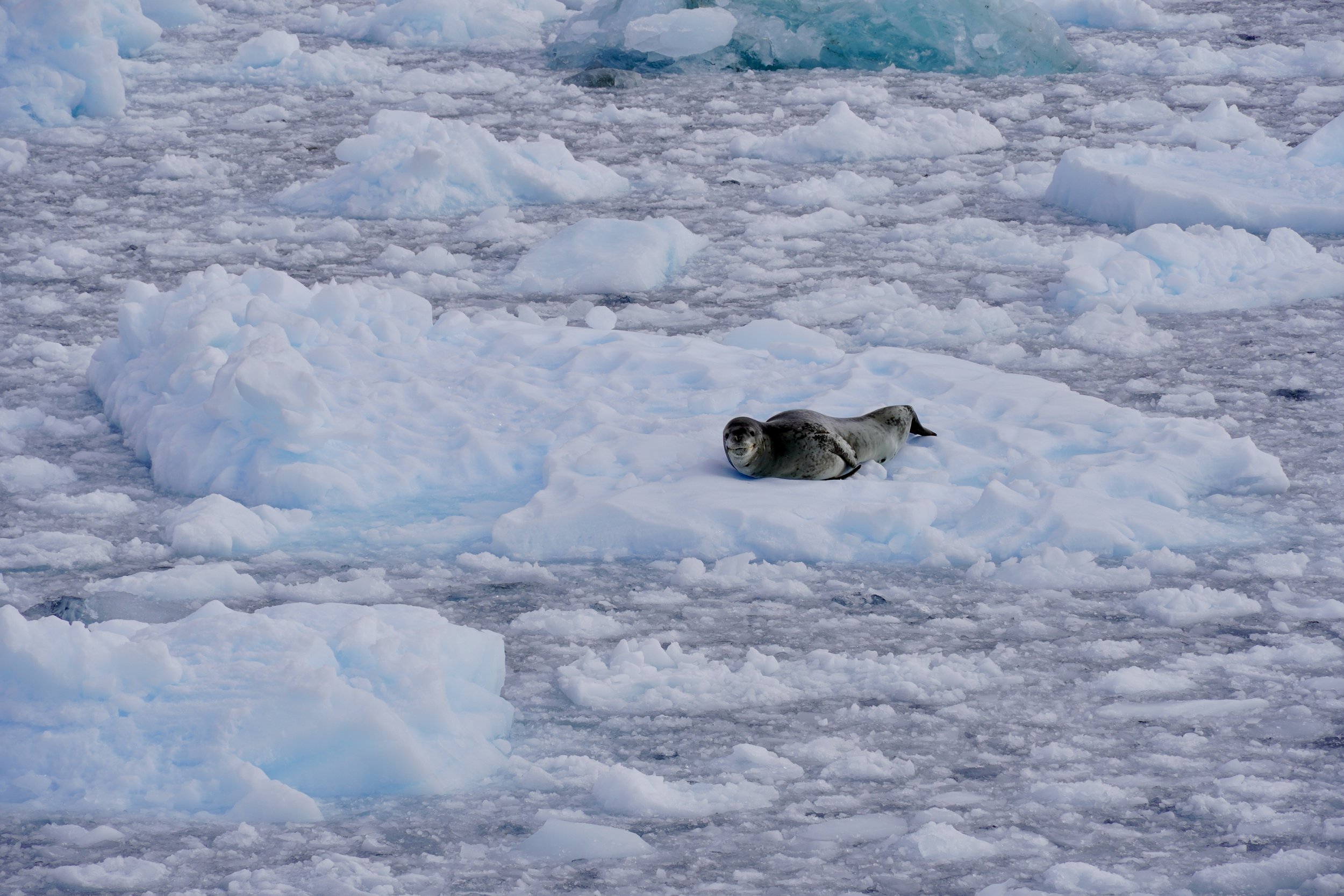   Leopard Seal resting between meals.  