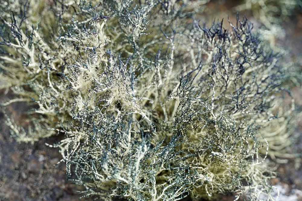 lichen.jpeg