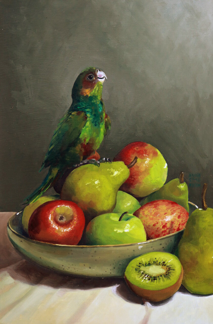 Raikou (juvenile male blue- throat conure, Pyrrhura cruentata)