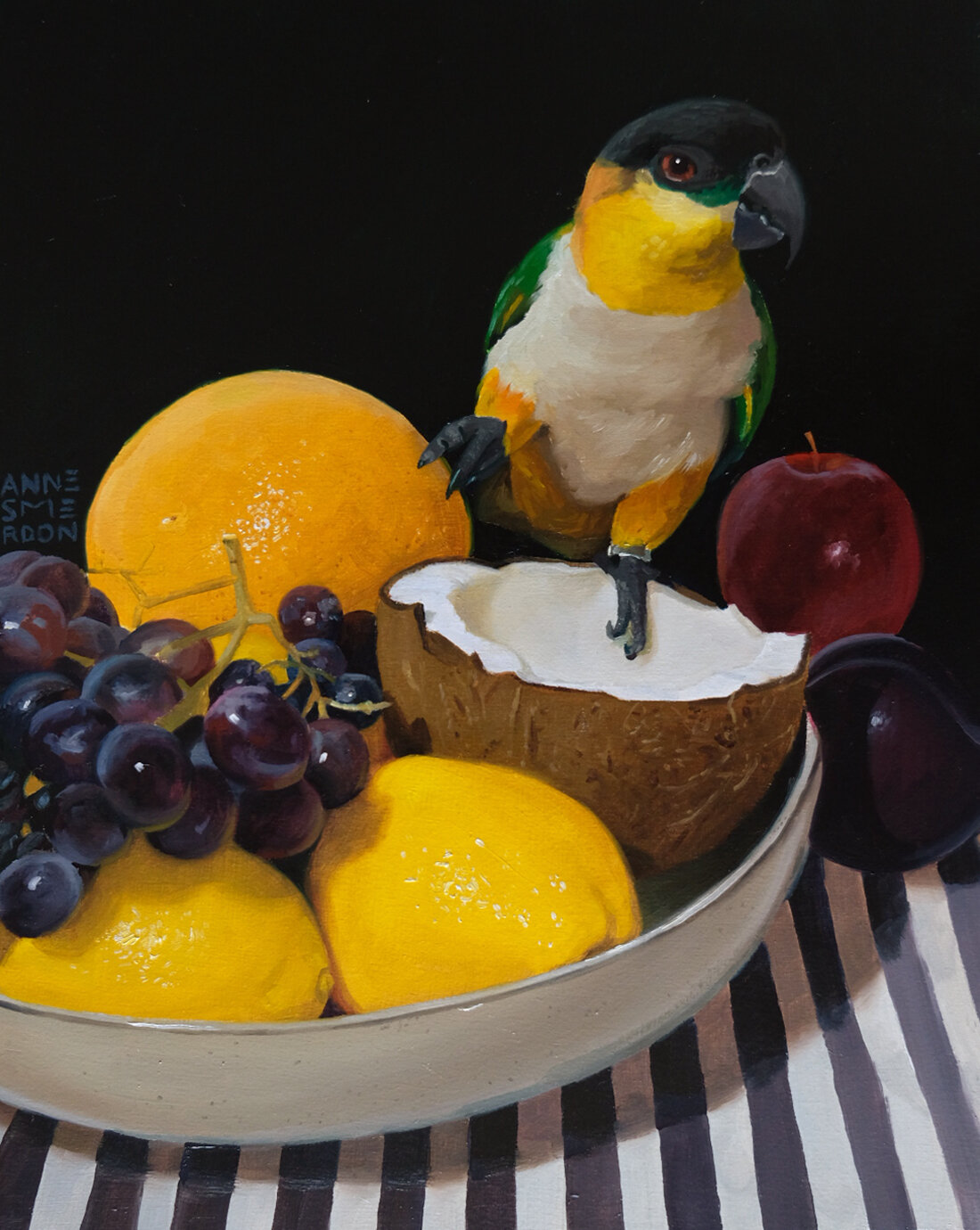 Chewwy (subadult male black- headed caique, Pionites melanocephalus)