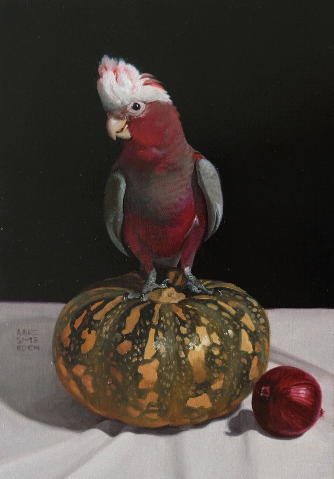Kirby (juvenile male Eastern Galah, Eolophus roseicapilla)