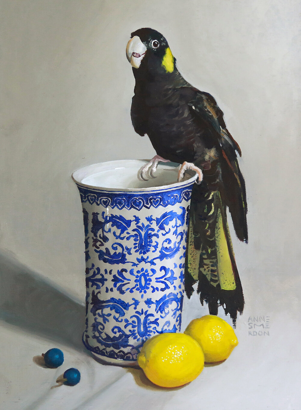 Mowgli (sub-adult Male Yellow- tail black cockatoo, Calyptorhynchus funereus)