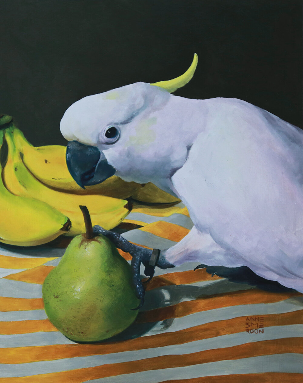 Olaf (juvenile male Sulphur- crested Cockatoo, Cacatua galerita)