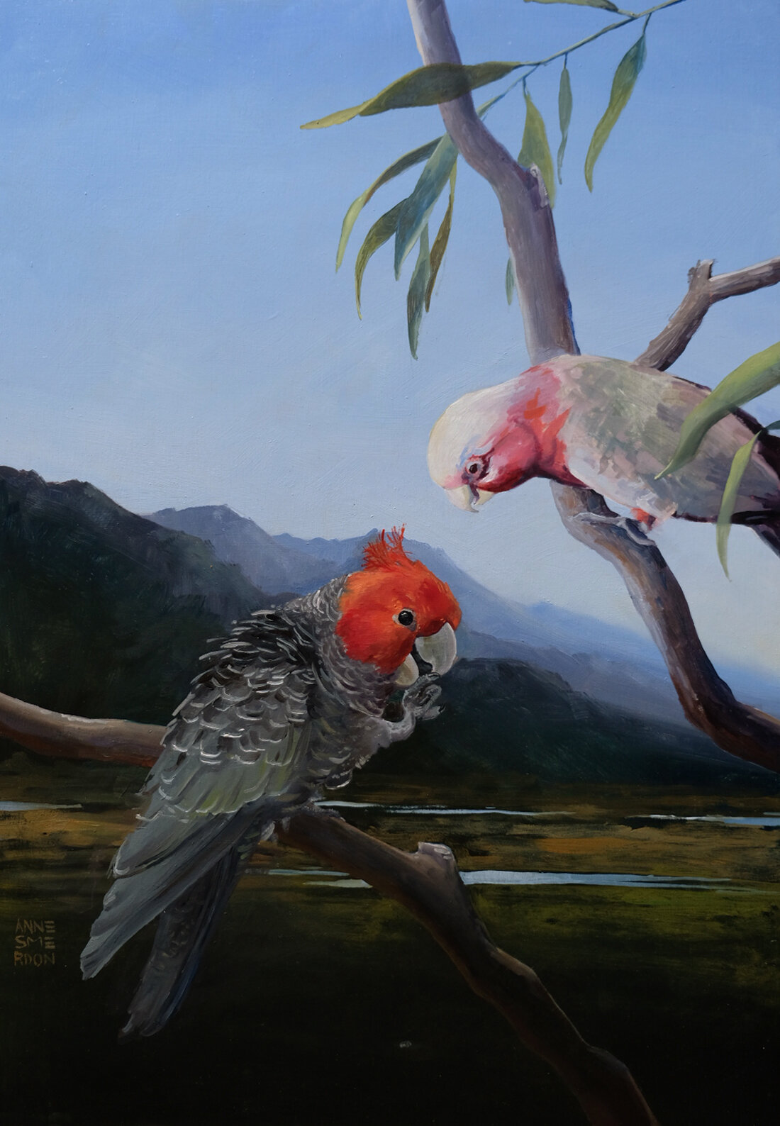 Ranger & Fish (adult male Eastern Galah, Eolophus roseicapilla & adult male Gang Gang Cockatoo, Callocephalon fimbriatum)