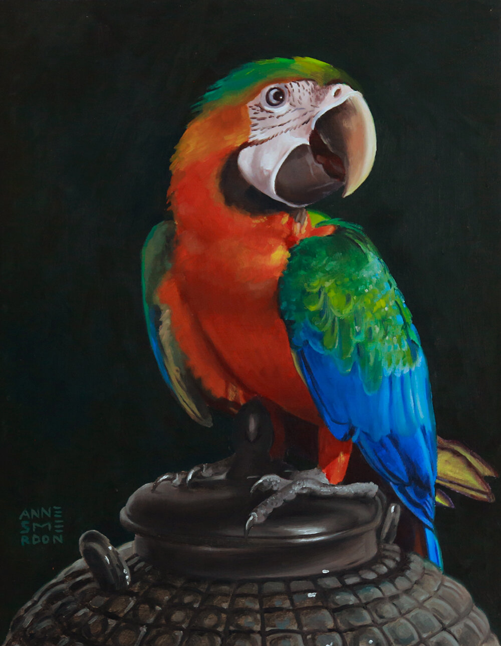 Maui 1 (Juvenile male Catalina Macaw, Ara ararauna x Ara macao)