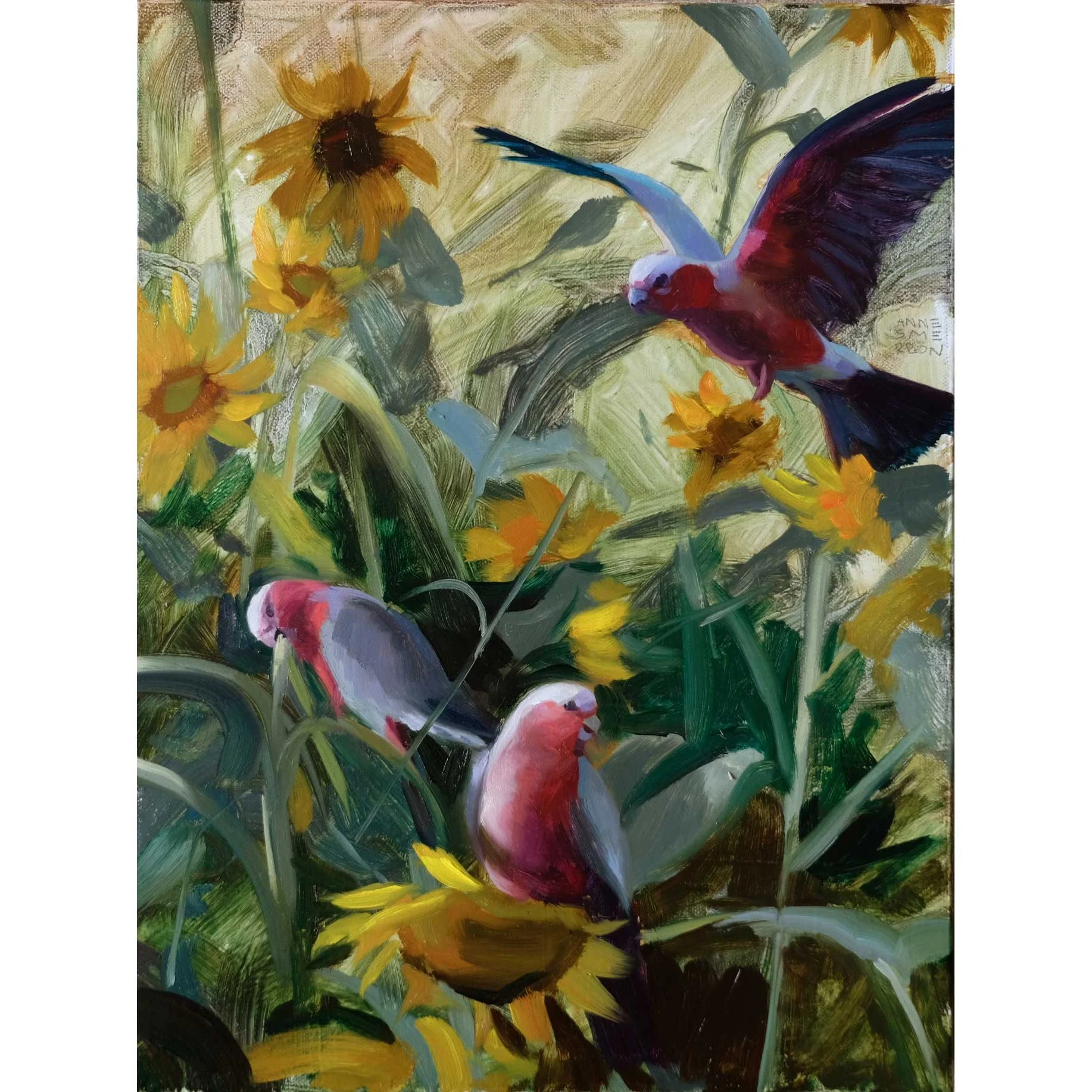 Galahs in sunflowers
