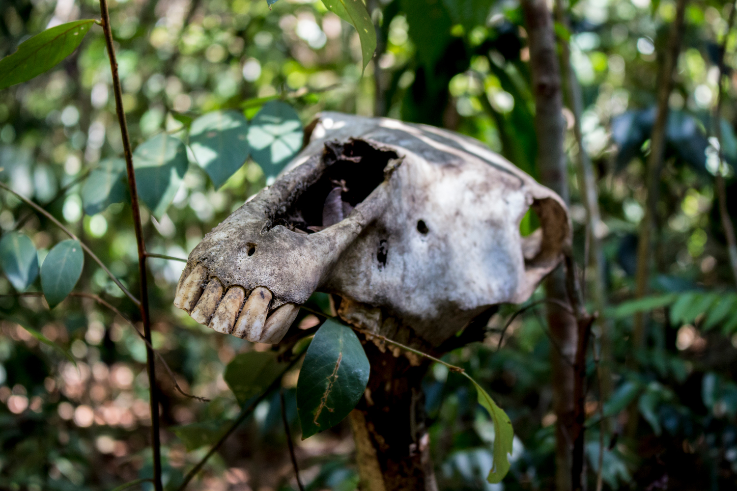 Boar-Skull-Hiking-In-Pangkor.jpg