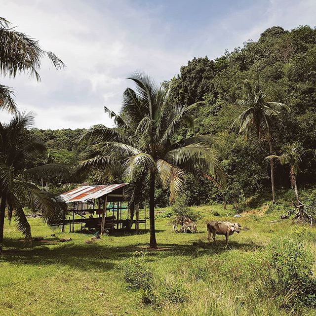 〰️ PHUKET 〰️
Leave it to us to attend a wedding at a ridic luxury resort and spend the next day wandering through backroads to find a waterfall to hike, while everyone else chills by the pool. 😂👌
⠀
But seriously, it was an honour to join this incre