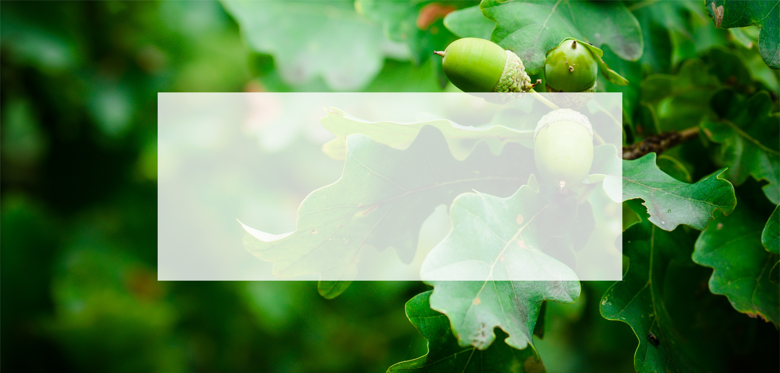 tree services about banner.png