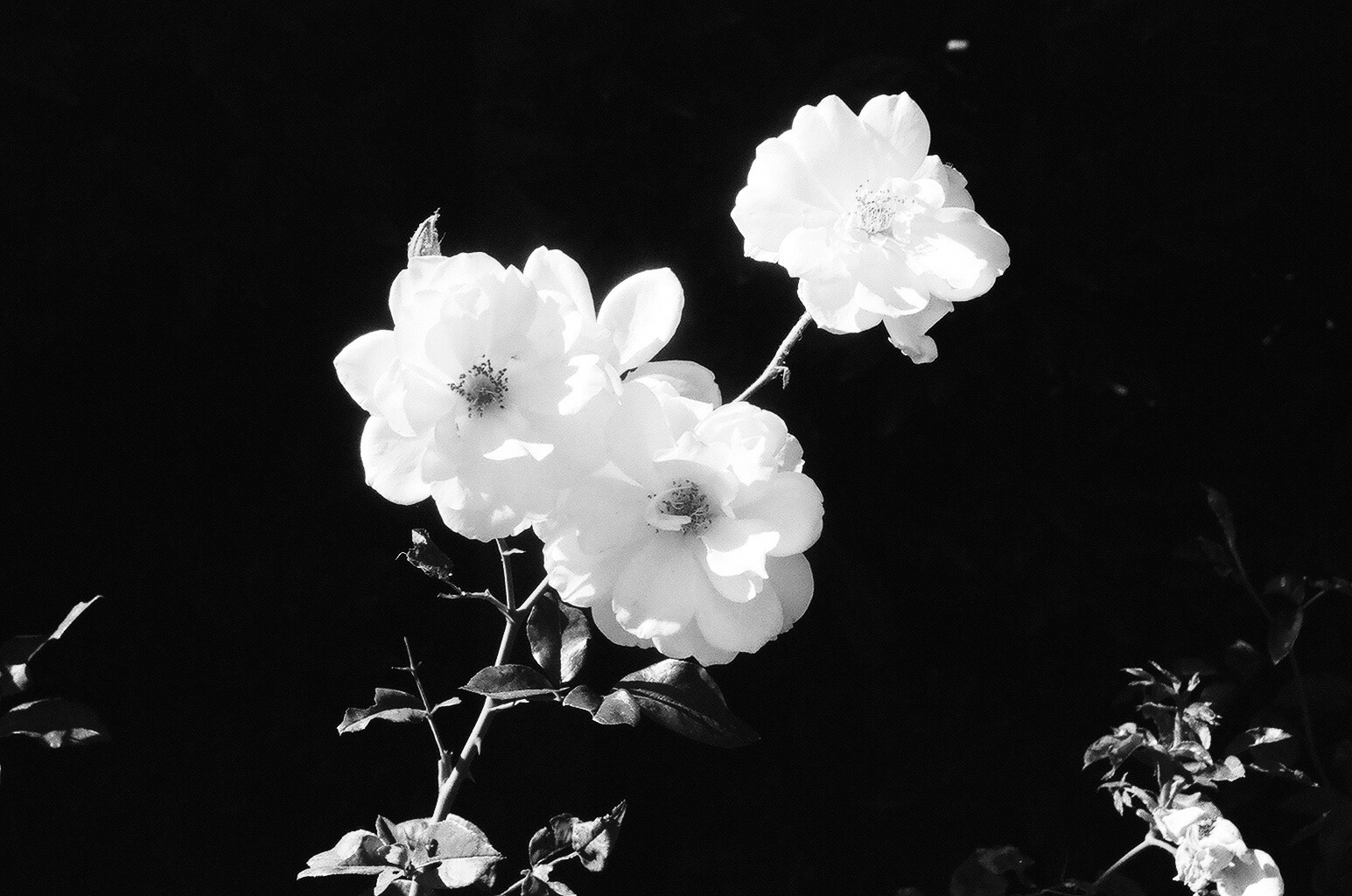 A255601D-1992-4C59-A147-FE1C6005A88C.jpeg