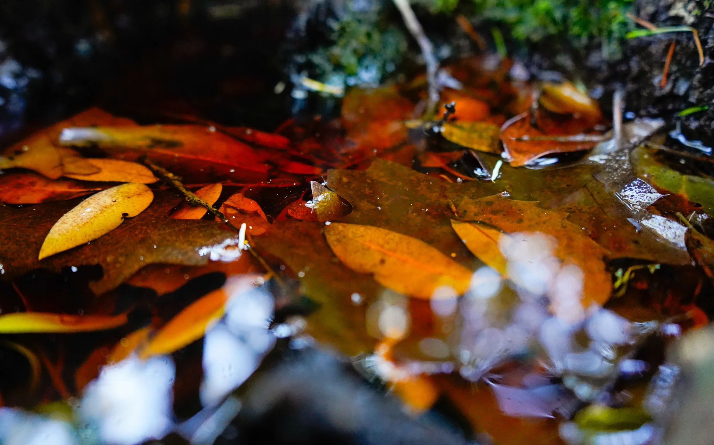 _DSC0076.jpg