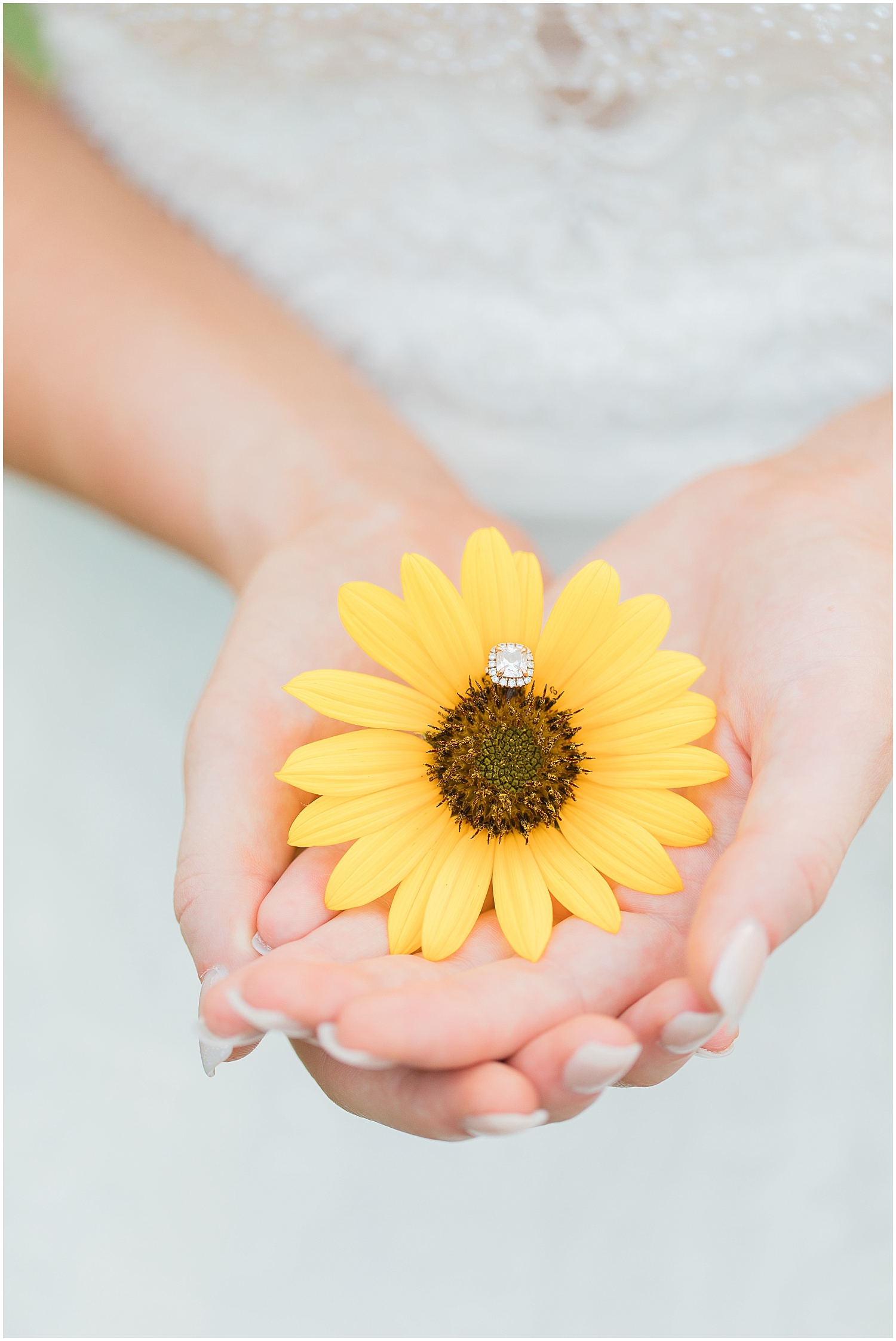  Sunflower and wedding ring 