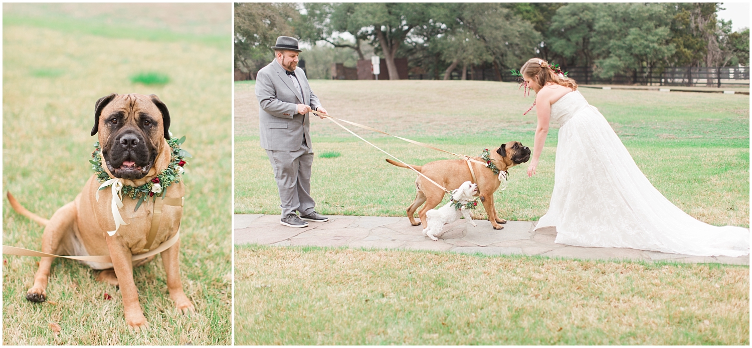  bride petting her wedding dogs 