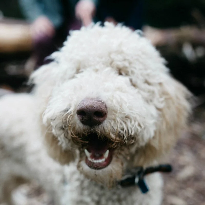 Day & Dream - “Separation Anxiety”