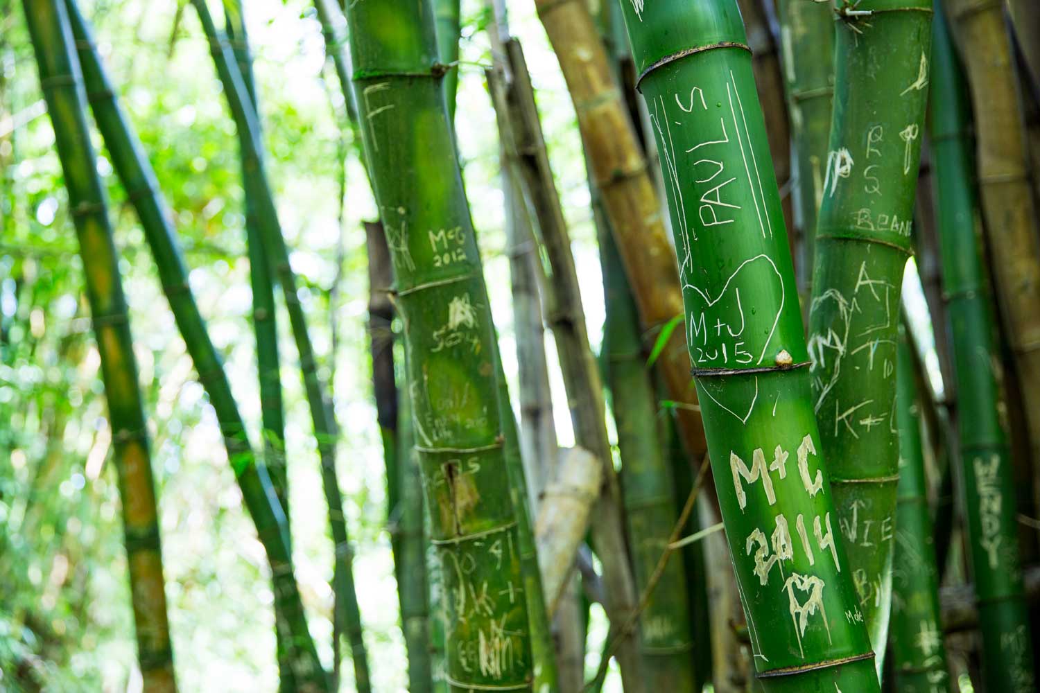 Bamboo