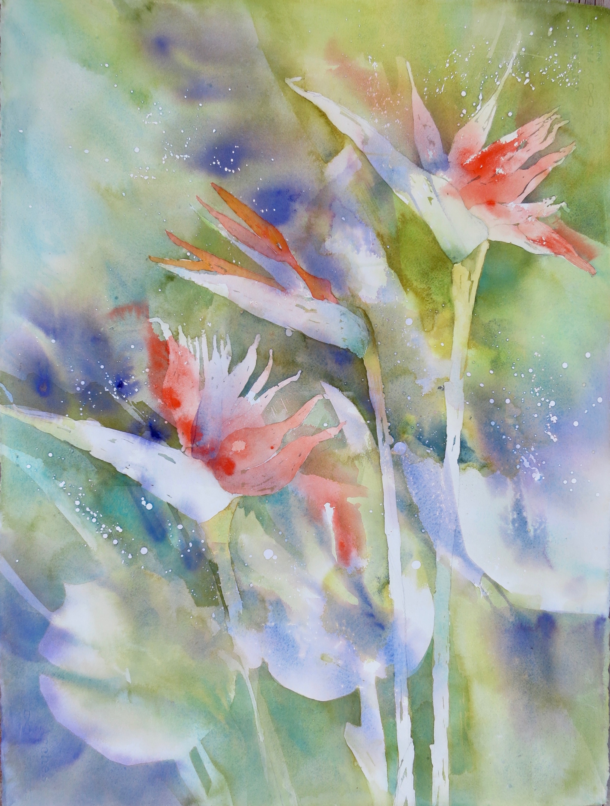 Birds of Paradise