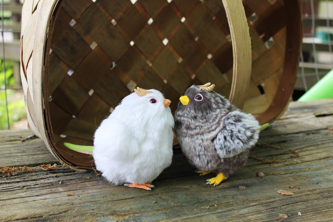 Cloud White and Wild Brown Chick