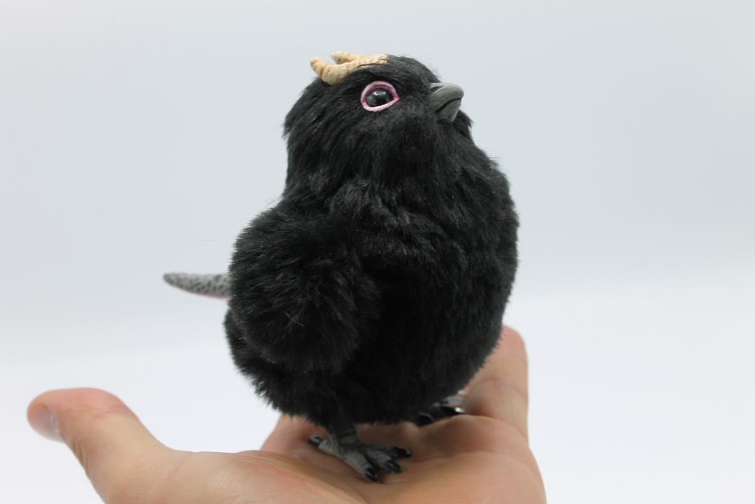 Black Chick