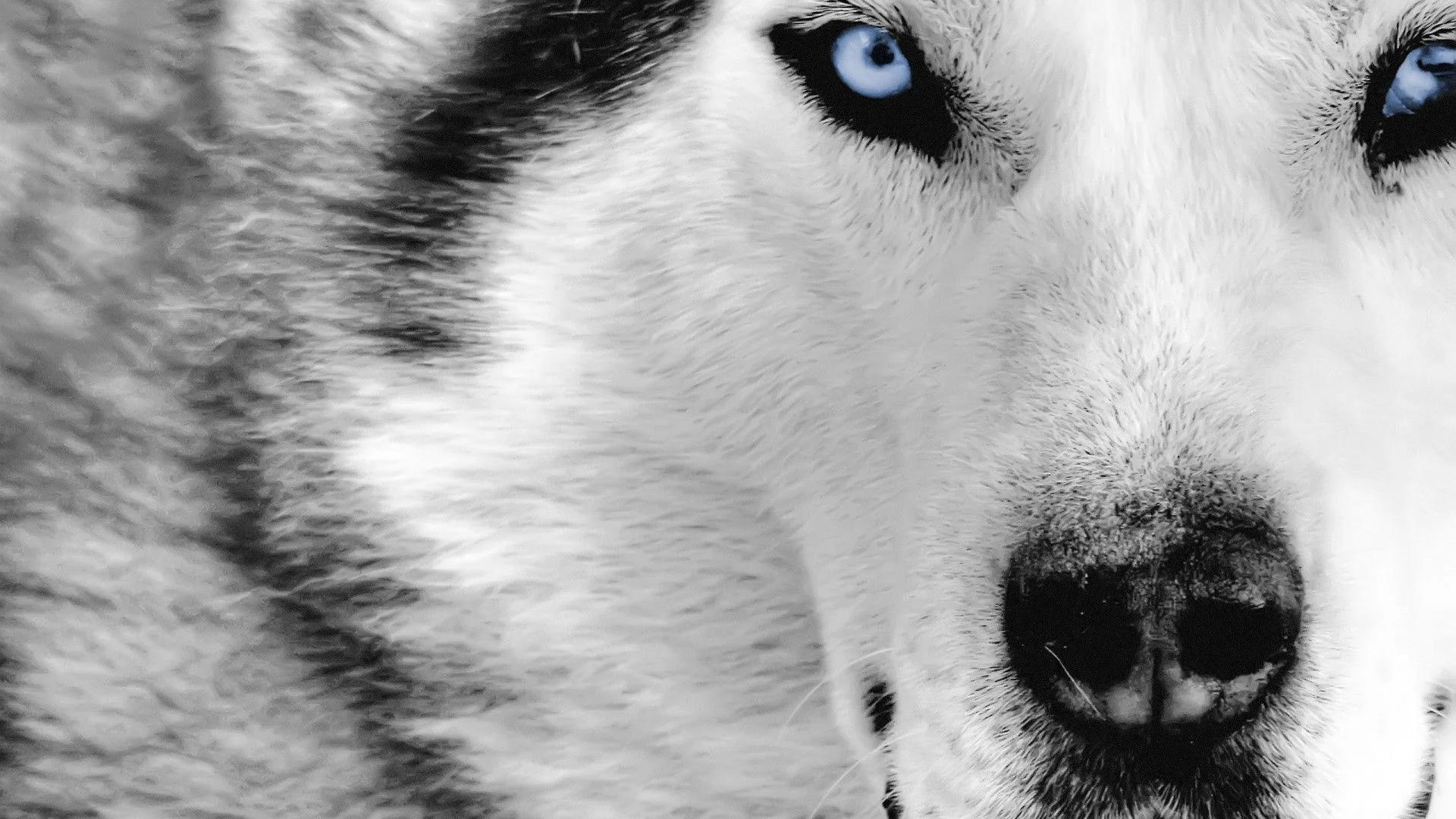 wolf.jpg