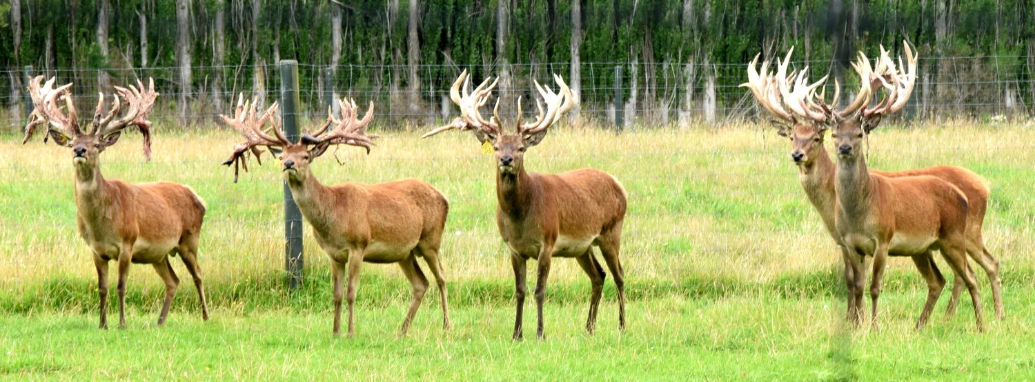 As seen in a deer park in Christchurch
