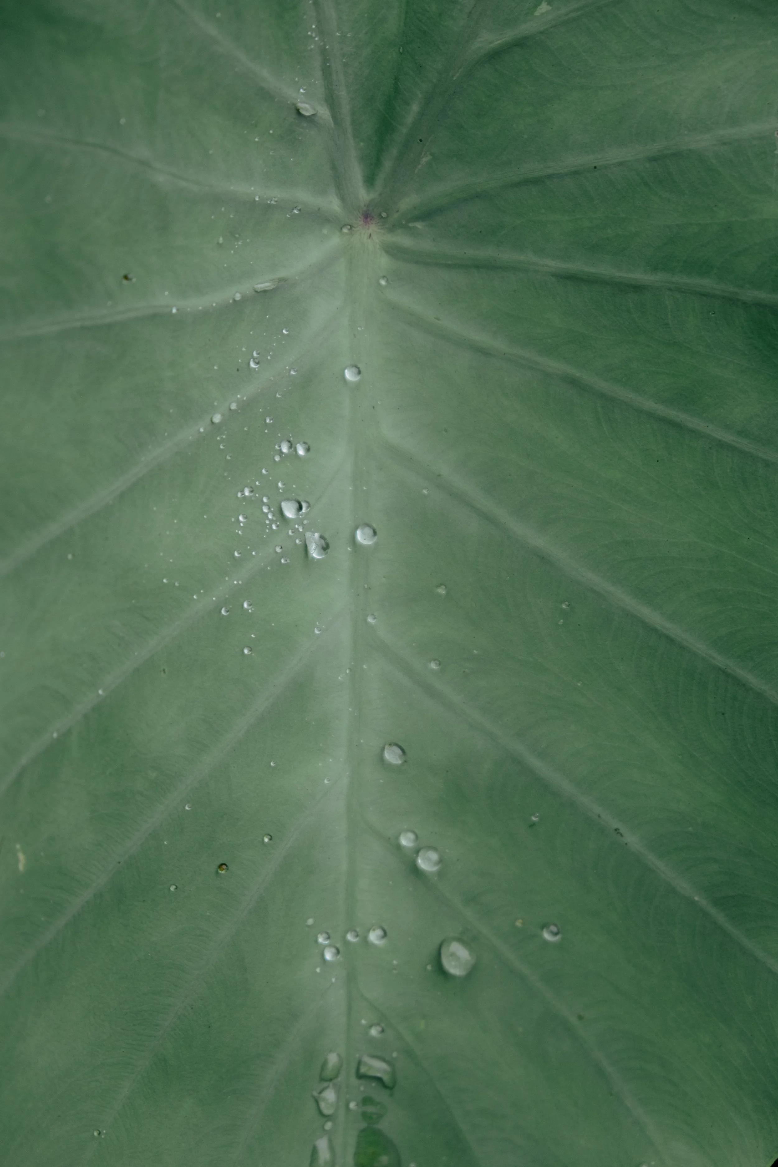 bali lower res-31.jpg