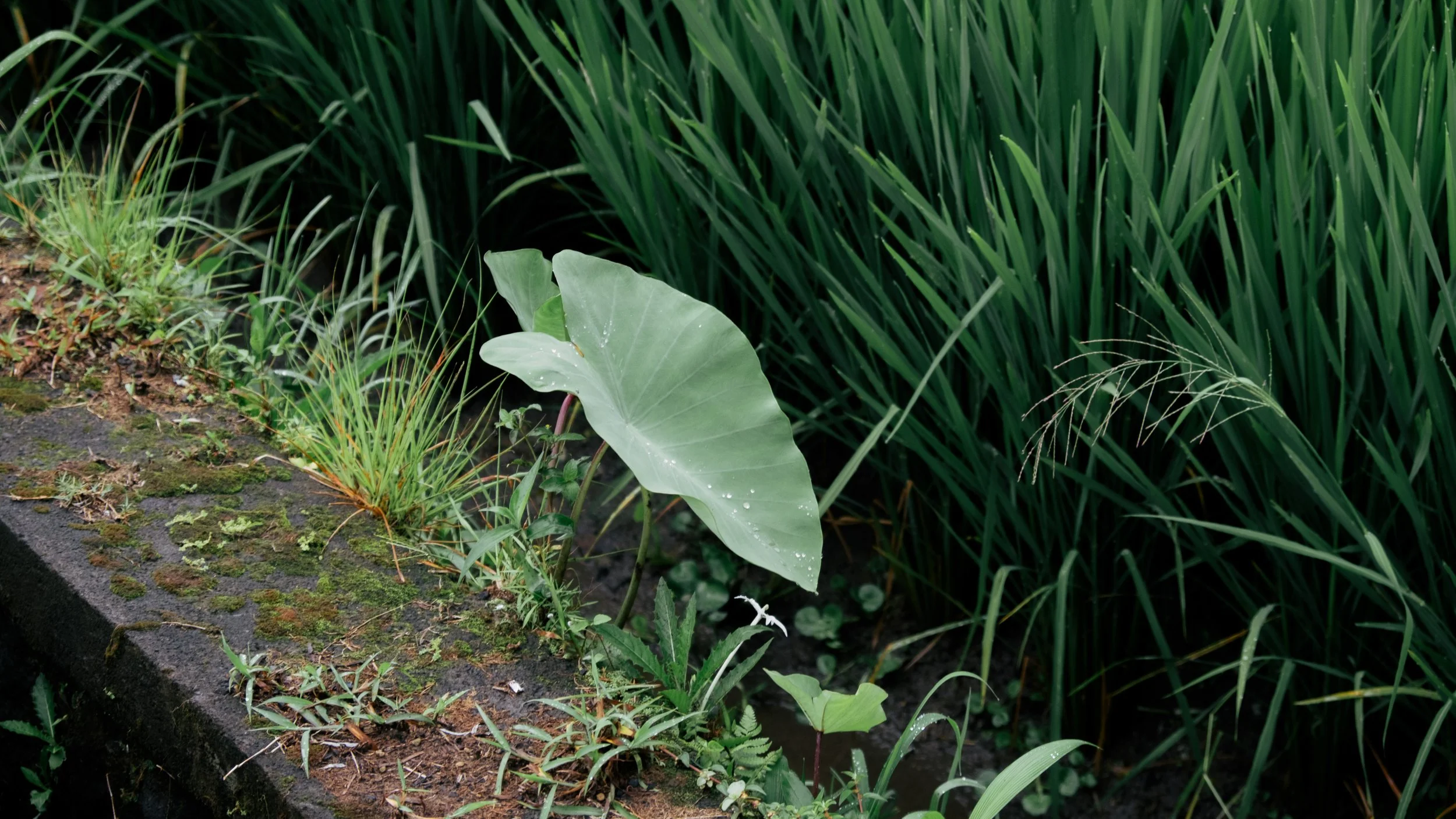 bali lower res-32.jpg