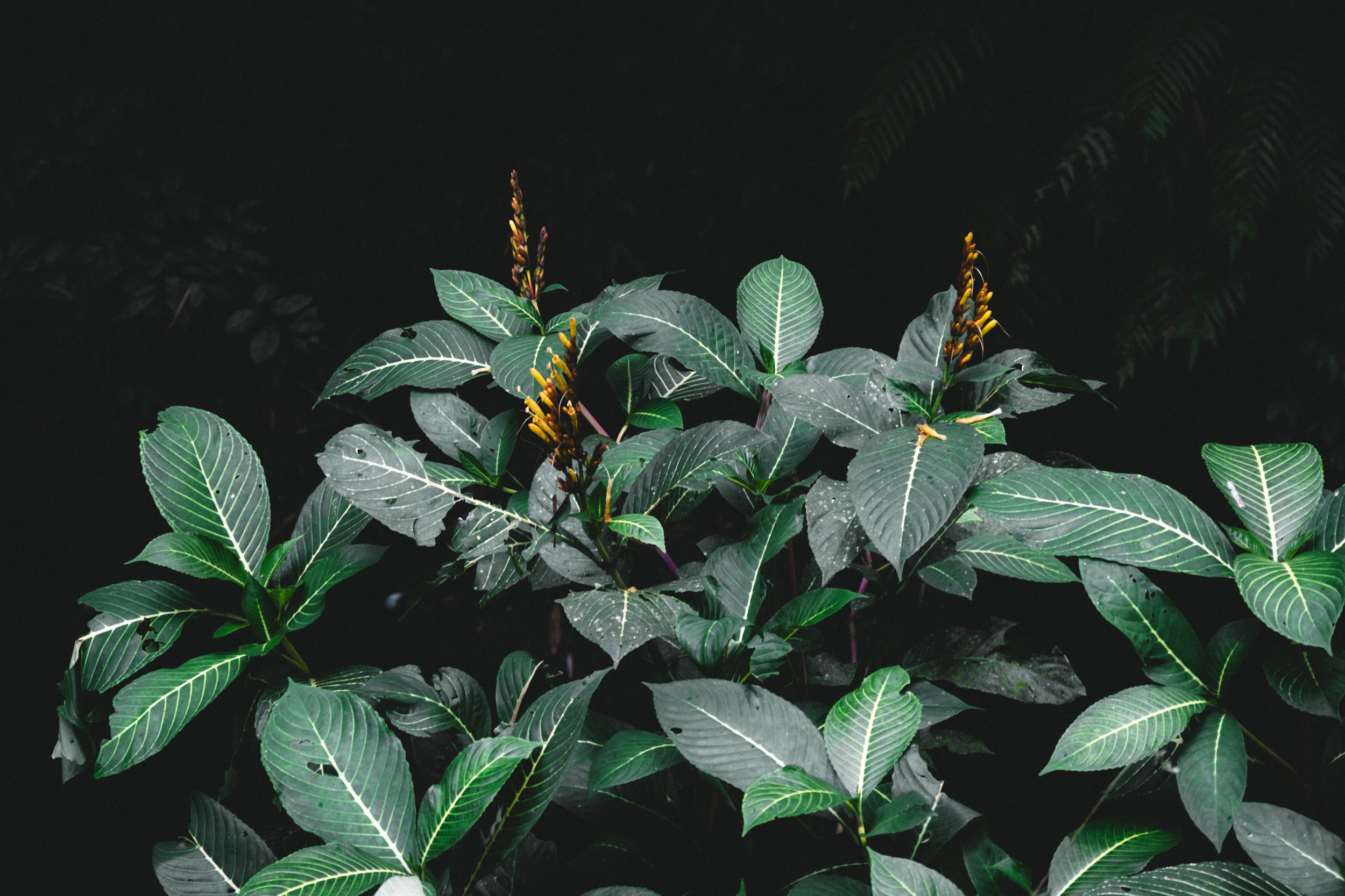 bali lower res-21.jpg