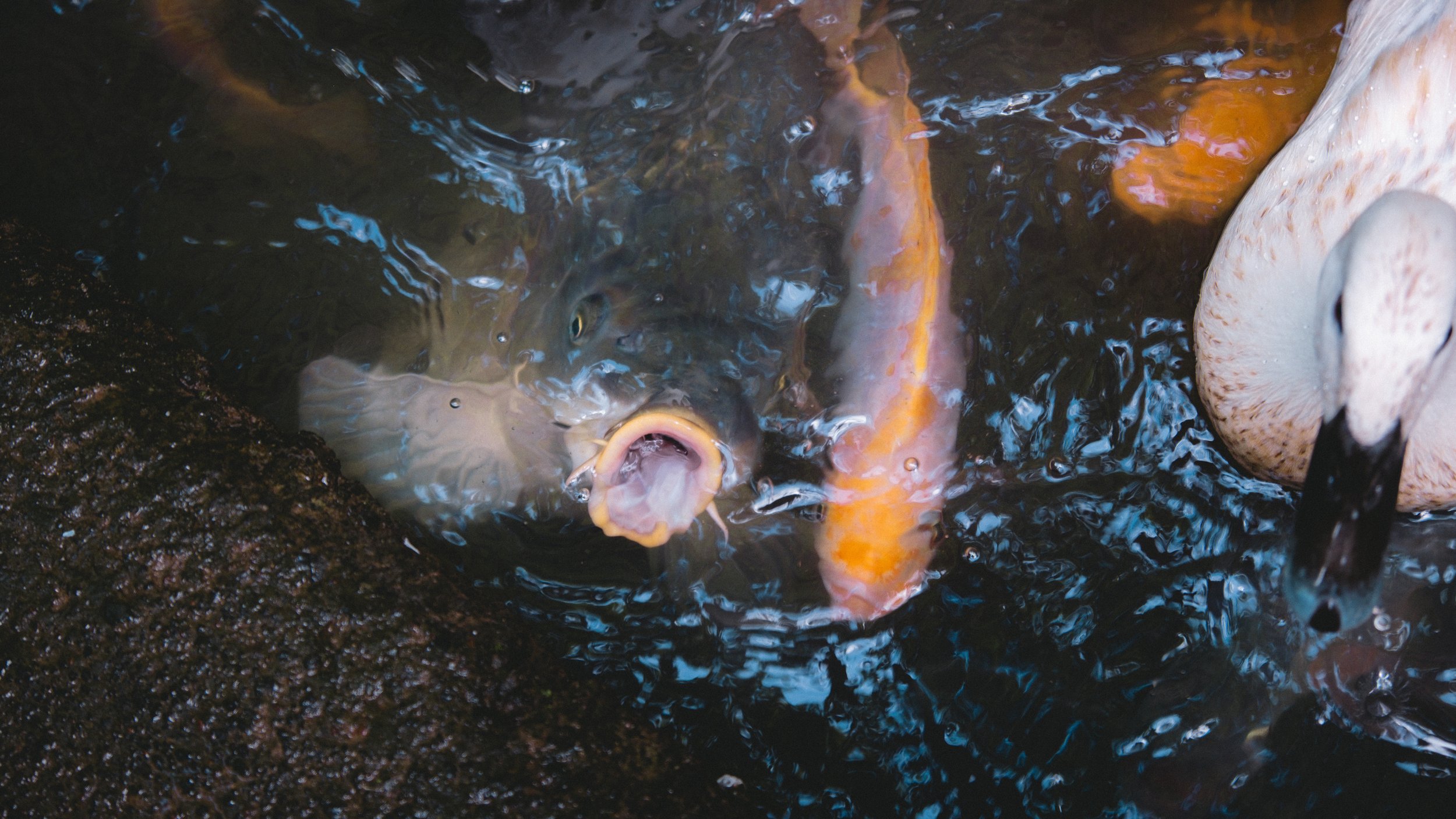 bali lower res-16.jpg