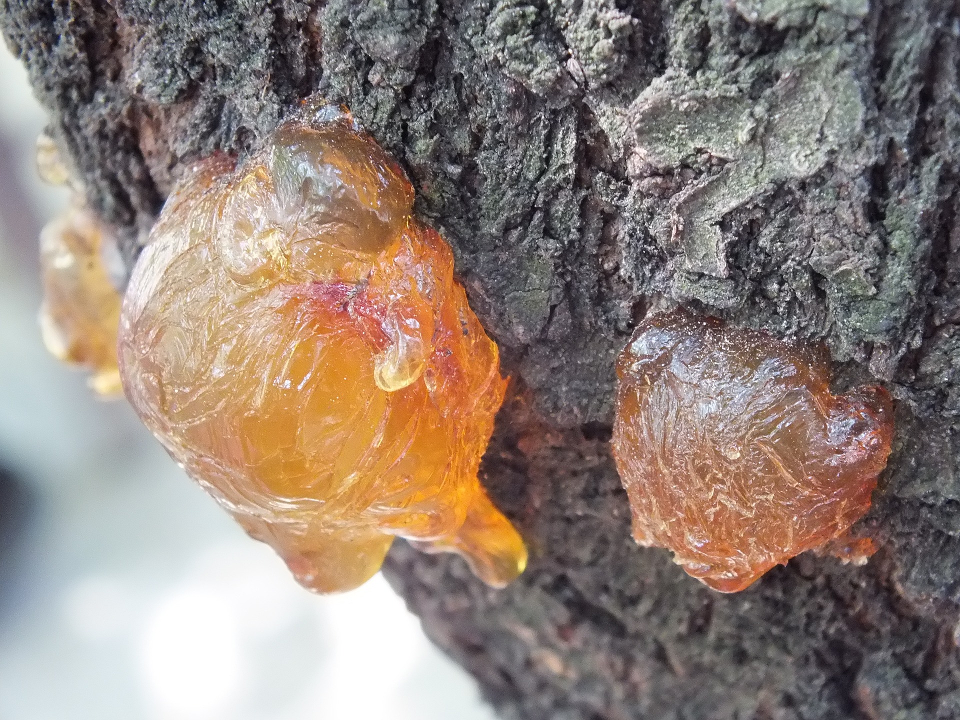 Frankincense resin