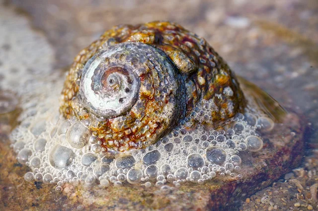 Sea Snail and Bubbles, both demonstrate fractals