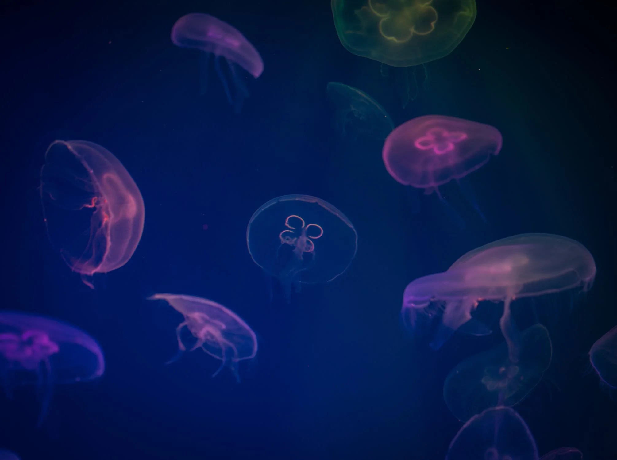 Image by Egor Kamelev via pexel.com