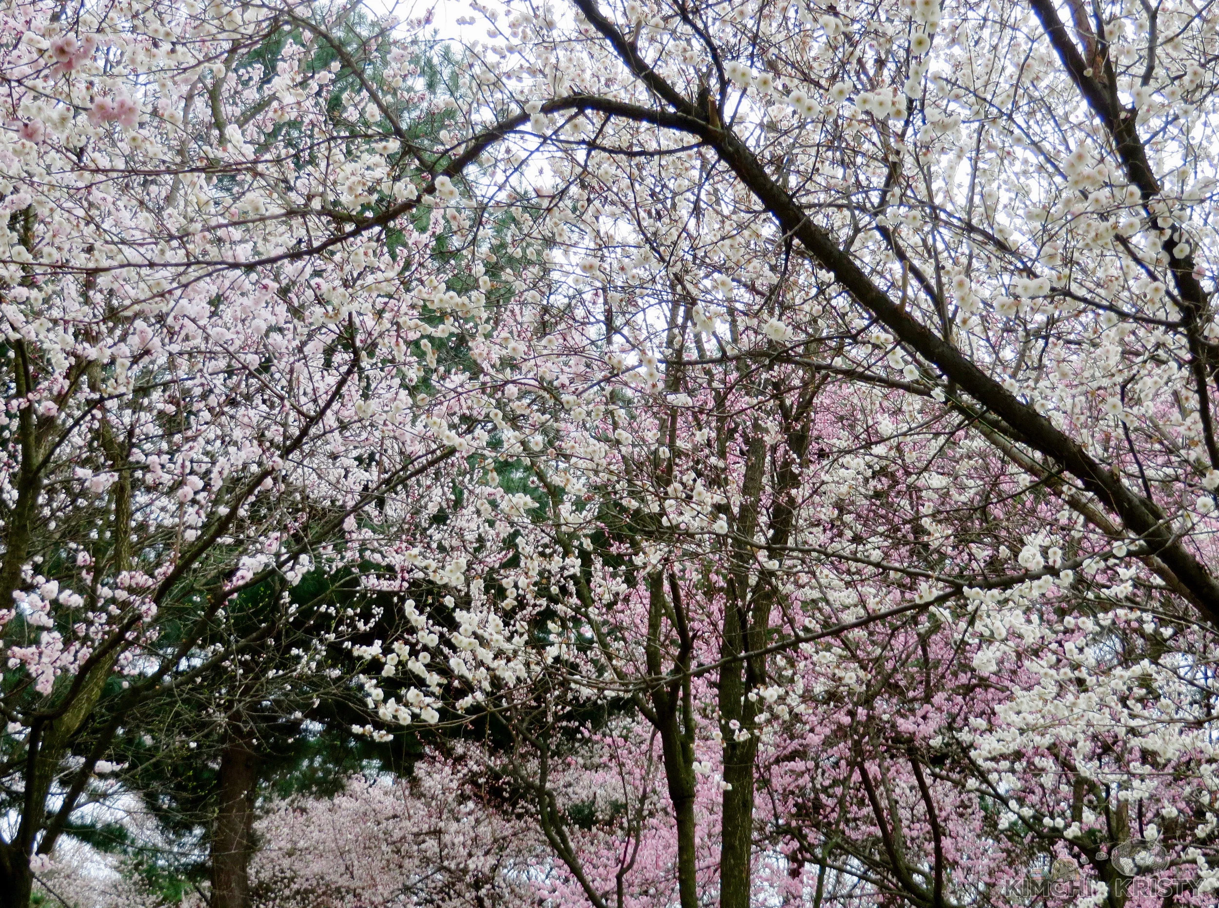 blossoms4.jpg